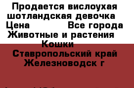 Продается вислоухая шотландская девочка › Цена ­ 8 500 - Все города Животные и растения » Кошки   . Ставропольский край,Железноводск г.